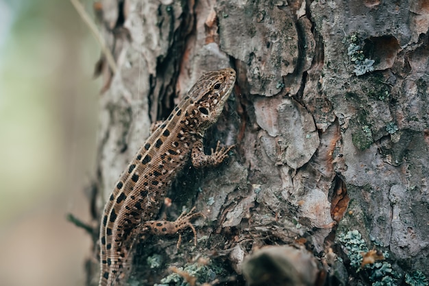 reptile on tree