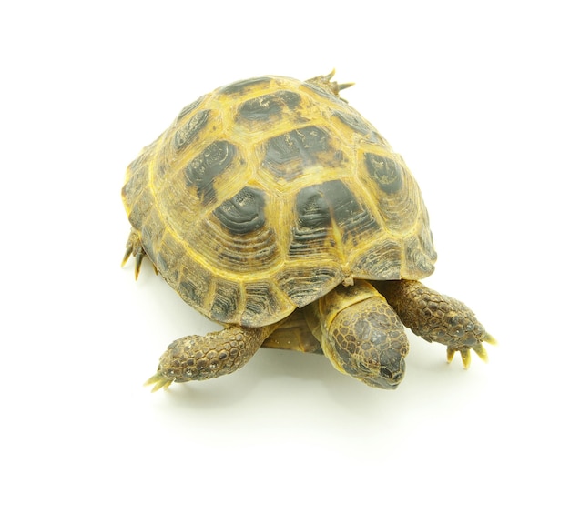 Reptile turtle isolated on white