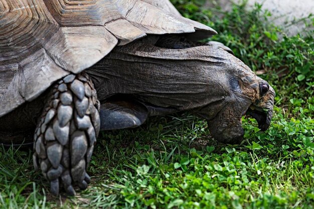 Photo reptiles an aldabra giant tortoise eating grass at the ballarat wildlife park in ballarat australia