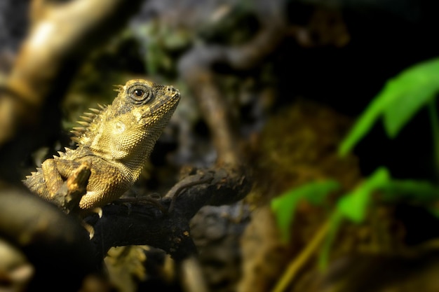 動物の砂漠の住人を吸っている爬虫類の砂漠の住人が檻の中でクローズアップし、トカゲのような動物園を見る