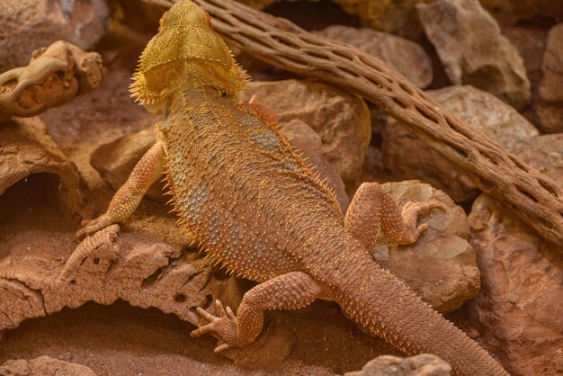 Photo reptiles in germany