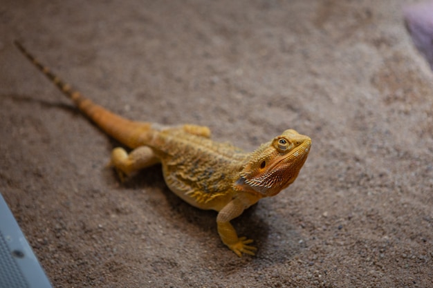 Reptiles and nature. Portrait of a central bearded dragon