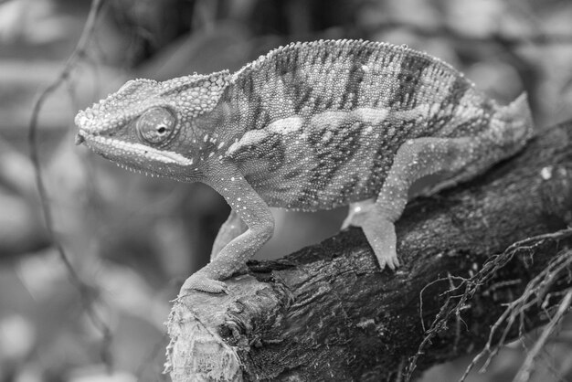 Photo reptiles and snakes in germany