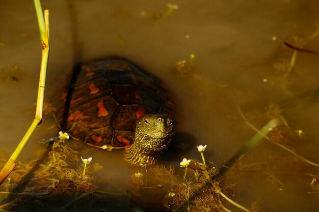 Reptiles in their natural environment.