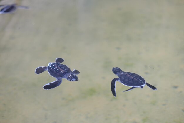 爬虫類のカメがプールで泳ぐ