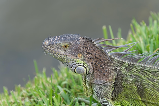 Reptilian iguana lizard reptile iguana lizard in wildlife iguana lizard outdoor photo of iguana lizard