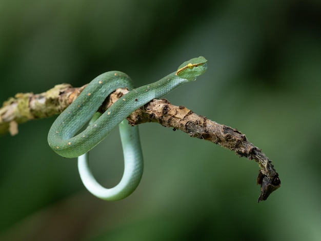 Reptilian majesty magnificent serpent coiled in striking display