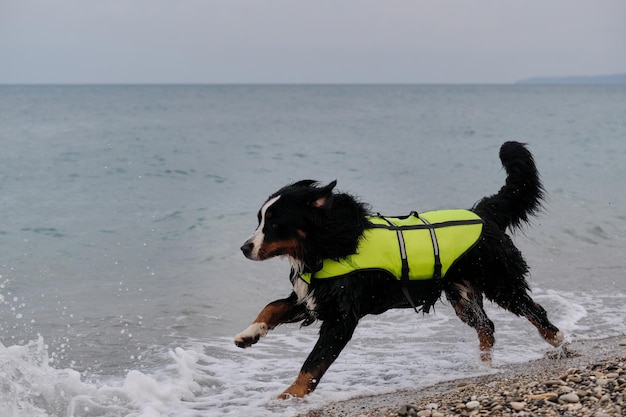 Rescue dog quickly runs along beach to provide first aid to the\
victims