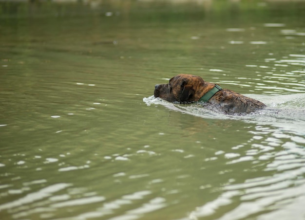 Rescue dog training