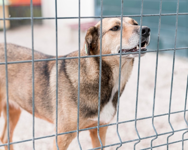 シェルターのフェンスの後ろで養子縁組のために犬を救出