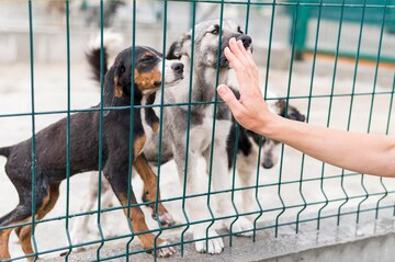 Premium Photo | Rescue dogs being happy someone came to see them at shelter