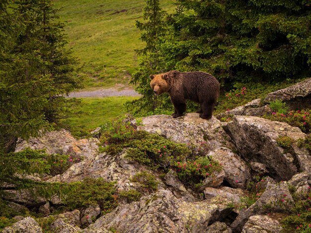 Photo rescued bear in arosa baerenland in switzerland