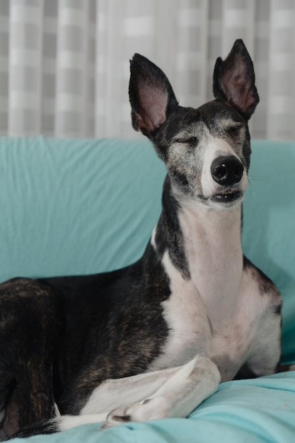 Rescued Greyhound Relaxing on Sofa