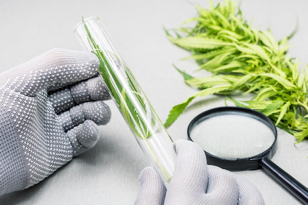 Ricerca e analisi pianta di cannabis in lab