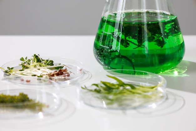 Research and Biotech science Scientists are developing research on algae Bioenergy biofuel energy research