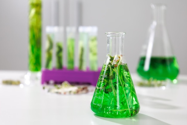 Research and Biotech science Scientists are developing research on algae Bioenergy biofuel energy research