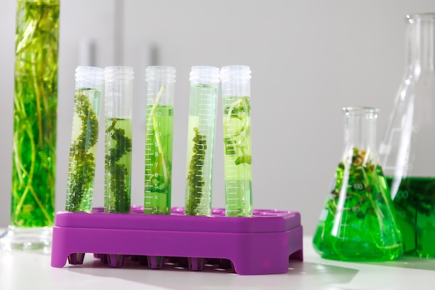 Research and Biotech science Scientists are developing research on algae Bioenergy biofuel energy research