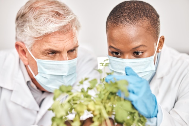 Foto ricerca uomo o donna nera con la scienza delle piante o collaborazione con esperimenti scientifici sulla crescita o sviluppo agricolo ricercatori scienziati o lavoratori con maschere di attenzione o dati sulle foglie