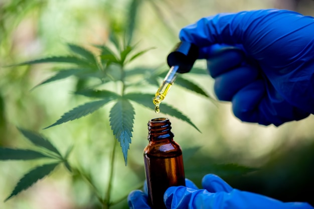 Photo researcher hold a bottle of hemp oil, marijuana product for medical use