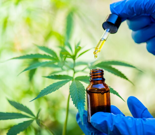 Photo researchers are investigating the growth of cannabis plants, increasing efficacy for medical extraction.