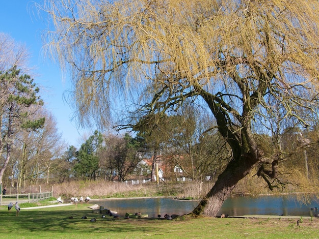 RESERVE DU ZWIN KNOKKE BELGIË