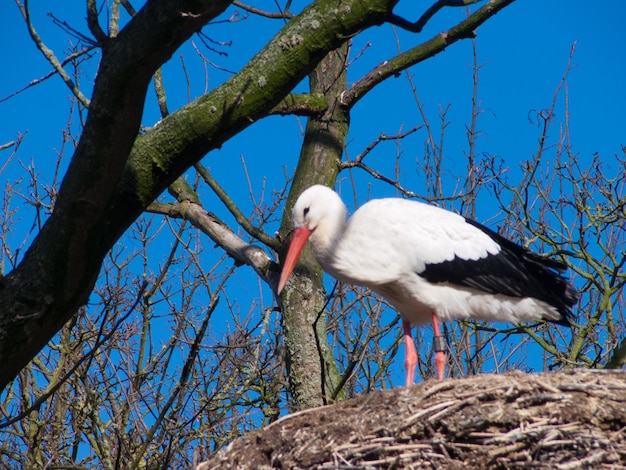 Photo reserve du zwin knokke belgium