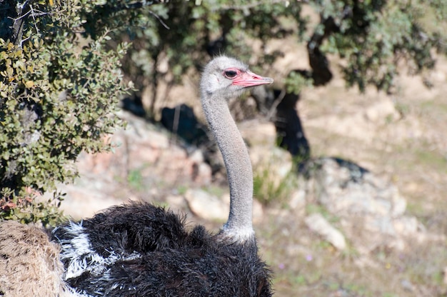 Reserve ostrich with long neck and huge legs in an ostrich breeding farm