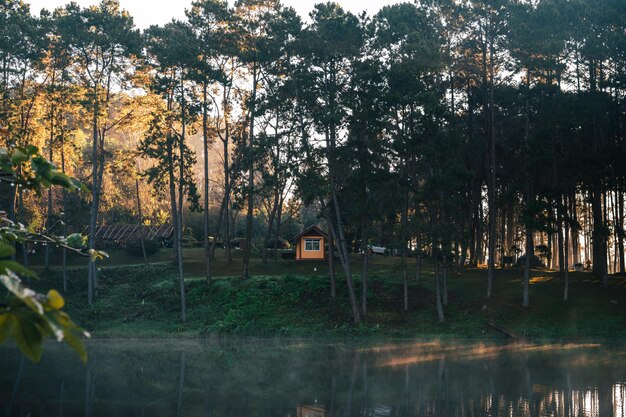 Photo reservoir and pine trees in the morning in the park