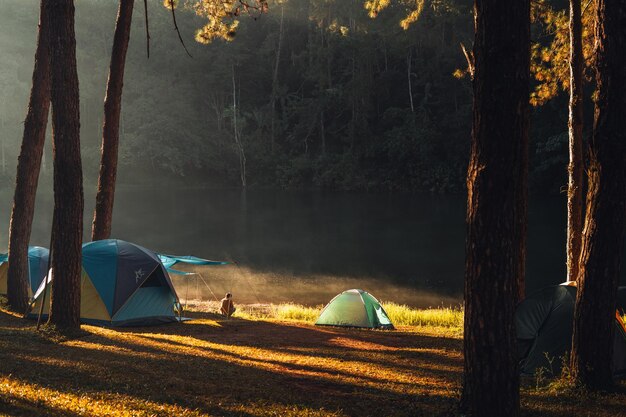 Photo reservoir and pine trees in the morning in the park