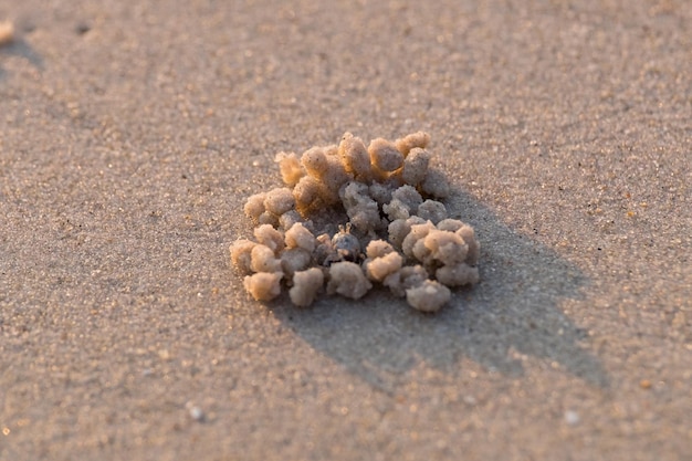 Residence of small crab on beach