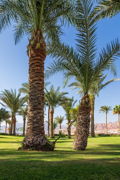 Курортный сад с ярко-зеленой травой, пальмами, пляжными зонтиками и горами на заднем плане Дахаб Египет