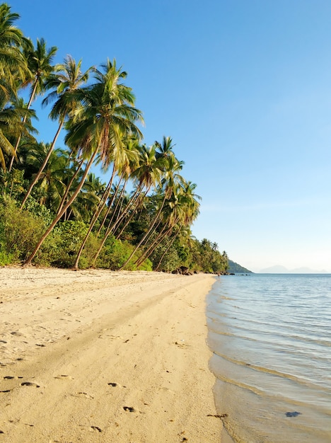바다의 열대 섬에 있는 리조트. 해변의 야자수. 깨끗한 물. 꿈의 휴가.