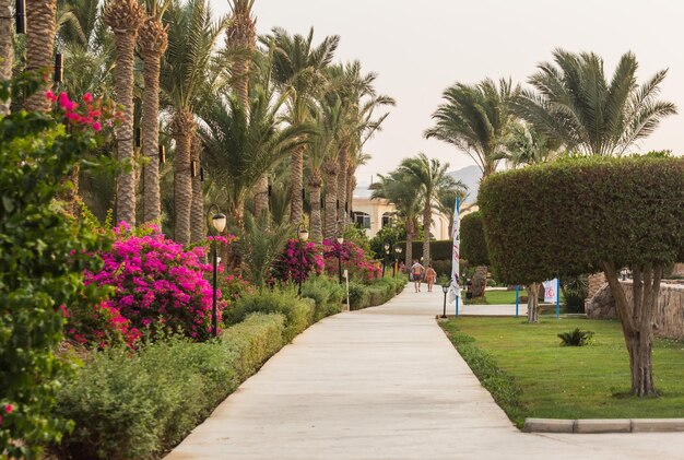 Resort with palm trees and paths with flowers in egypt on vacation