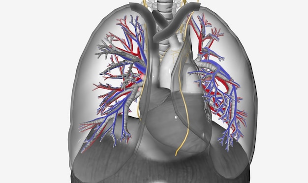 Photo the respiratory system is innervated by the autonomic nervous sy