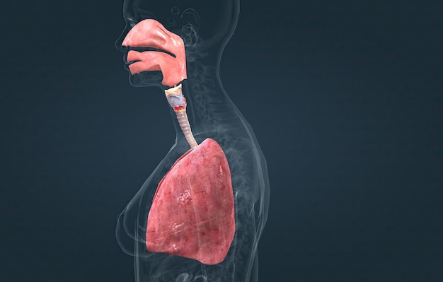 The respiratory system is the network of organs and tissues that help you breathe