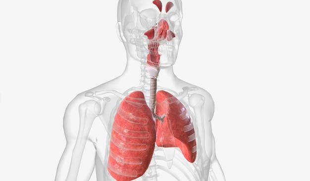 Photo the respiratory system is a set of organs that allow the human b
