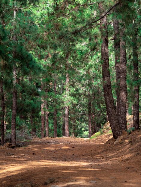 Rest area between Canarian pines in Teide National Park