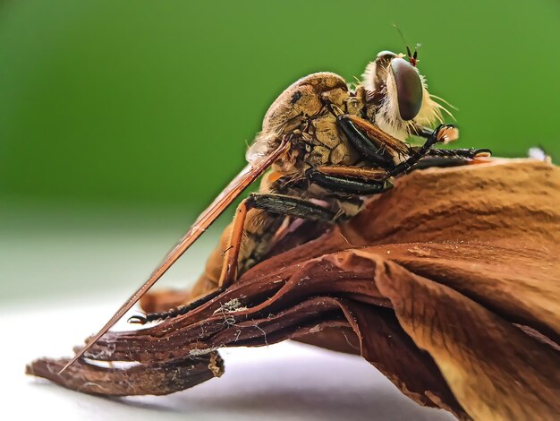 Photo rest on the leaves