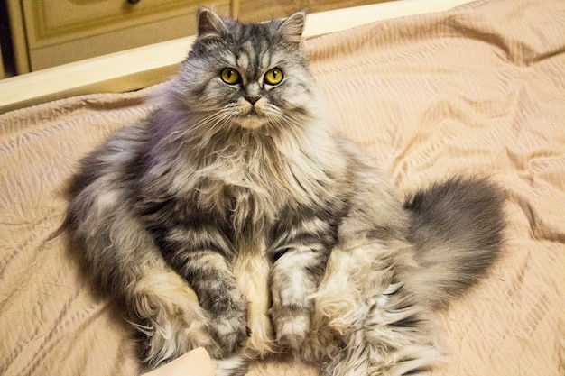 잘 먹고 게으르고 만족스러운 뚱뚱한 고양이의 휴식과 여가. 회색 솜털 고양이가 침대에 앉아 뚱뚱한 배를 보여주고 있다