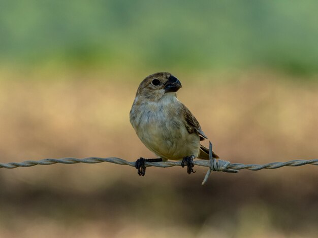 Foto il resto di sporophila plumbea