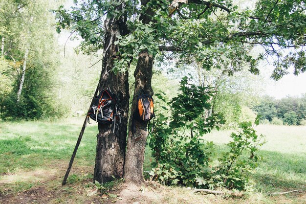 The rest of the tourists in the forest