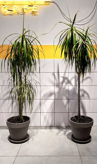 Restaurant en café interieur moderne stijl ontwerp decoratieve planten palmen in een pot neon teken keramiek