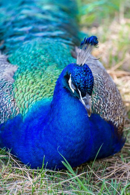 resting, beautiful peacock with colorful feathers