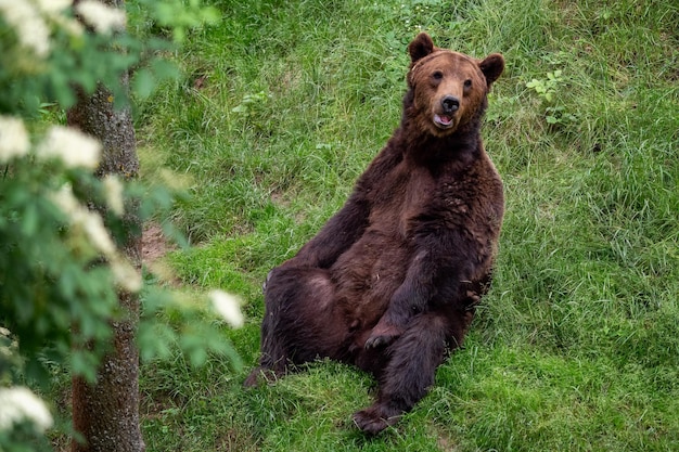 숲에서 쉬고 있는 갈색 곰 Ursus arctos