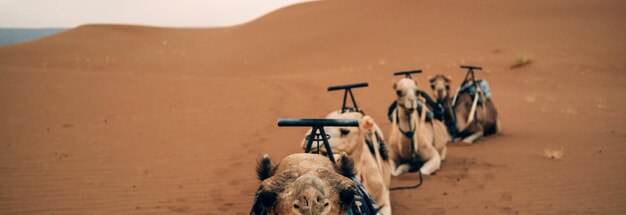 Resting camels lying on sand in sahara desert