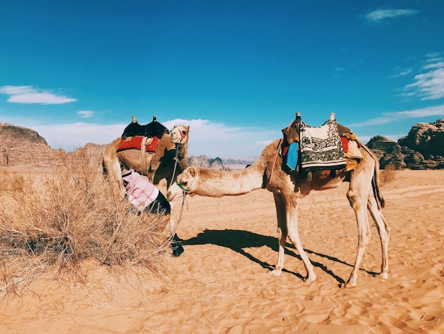 Photo resting camels