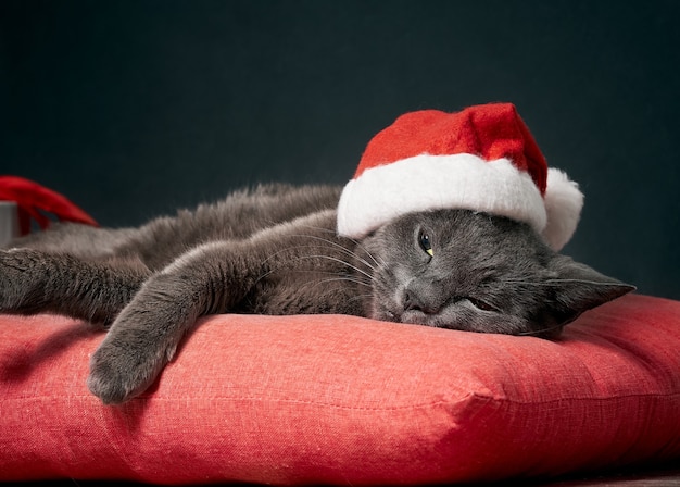 Resting cat wearing a Santa Claus Christmas hat