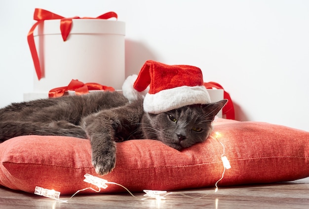 Resting cat wearing a Santa Claus Christmas hat