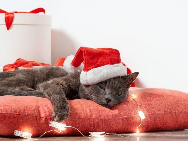 Resting cat wearing a Santa Claus Christmas hat