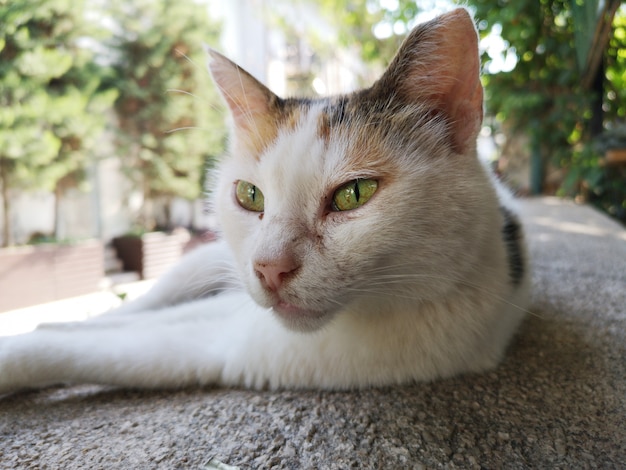 휴식 귀여운 고양이 초상화